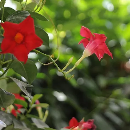 Maximus Lux Appartement